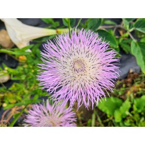 Basket Flower 'Pink' Seeds (Certified Organic)