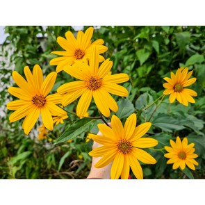 Jerusalem Artichoke AKA Sunchoke Tubers (Certified Organic)