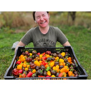 Sweet Pepper ‘Mini Chocolate Bell’ Seeds (Certified Organic)