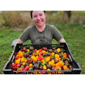 Sweet Pepper ‘Mini Bell Mix’ Seeds (Certified Organic)