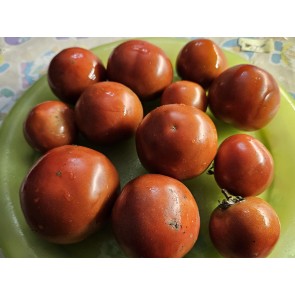 Dwarf Tomato 'Kangaroo Paw Brown' Seeds (Certified Organic)