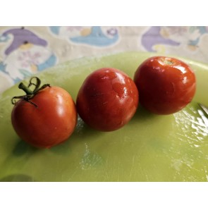 Tomato 'Clifford Red Cherry' Seeds (Certified Organic)
