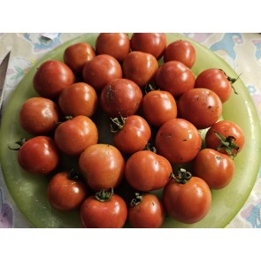 Tomato 'Gardener's Delight' Seeds (Certified Organic)