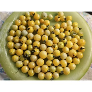 Tomato 'Coyote' Seeds (Certified Organic)
