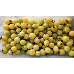 Tomato 'Lemon Drop' Seeds (Certified Organic)
