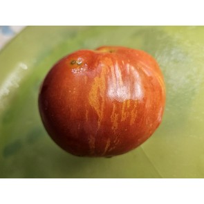 Tomato 'Tigerella' Plant 