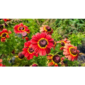 Red Tricolor Daisy Seeds (Certified Organic)
