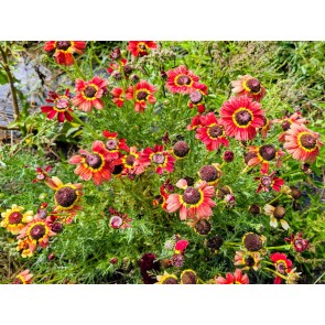 Red Tricolor Daisy Seeds (Certified Organic)