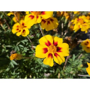 Marigold 'Jaguar' Seeds (Certified Organic)