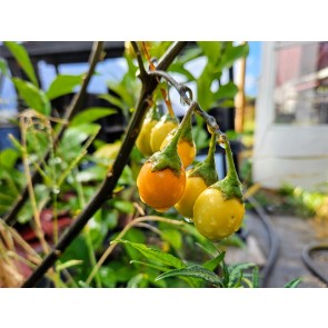 Kangaroo Apple Seeds (Certified Organic)