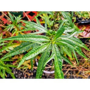 Kangaroo Apple Seeds (Certified Organic)