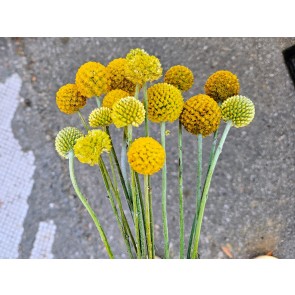 Sunball Craspedia 'Yellow Drumstick' Seeds (Certified Organic)