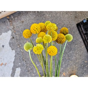 Sunball Craspedia 'Yellow Drumstick' Seeds (Certified Organic)