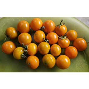 Tomato 'Small Orange Cherry RD' Seeds (Certified Organic)