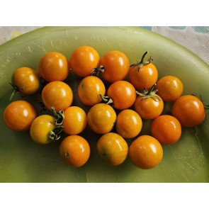 Tomato 'Small Orange Cherry RD' Seeds (Certified Organic)