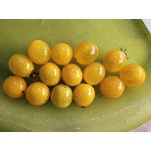 Tomato 'Mini Yellow Oval TR' Seeds (Certified Organic)
