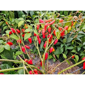 Hot Pepper 'Hot Paper Lantern' Seeds (Certified Organic) 