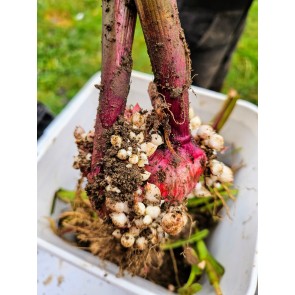 Gladiolus 'Boone' Cormels - Shipping 2025 Spring - Harvested on our Farm - USDA Certified Organic