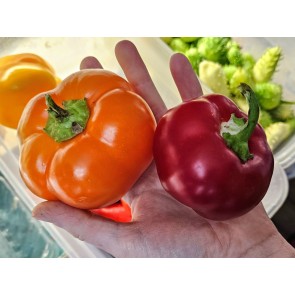 Sweet Pepper 'Pritamin Paprika Yellow' Seeds (Certified Organic)
