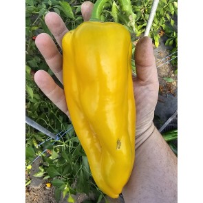 Sweet Pepper 'Yellow Bull's Horn' AKA 'Corno di Toro Giallo' Pepper Seeds (Certified Organic) 