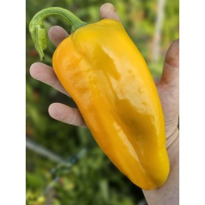 Sweet Pepper 'Yellow Bull's Horn' AKA 'Corno di Toro Giallo' Pepper Seeds