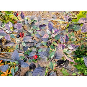 Hot Pepper 'Scarlett's Chili Variegated' Seeds (Certified Organic)