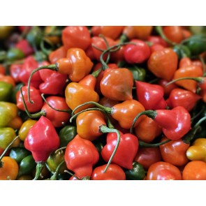 Hot Pepper 'Red Mushroom Cross' Seeds (Certified Organic)