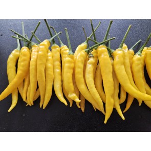 Hot Pepper ‘Cedrino' Seeds (Certified Organic)