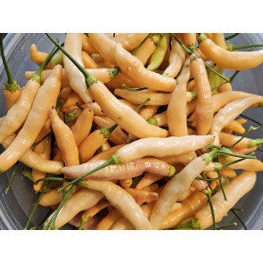 Hot Pepper ‘Dedo De Moca Peach' Seeds (Certified Organic)