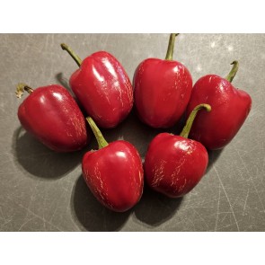 Hot Pepper ‘Dieghito Jalapeno’ Seeds (Certified Organic)