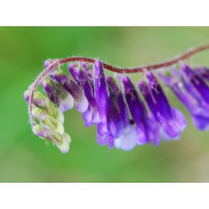 Hairy Vetch Seeds (Certified Organic)