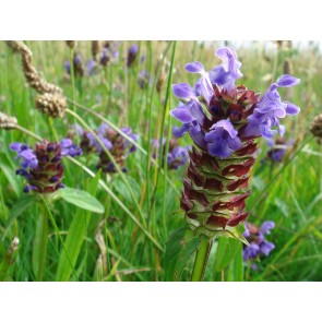 Self Heal AKA Heart of the Earth Seeds (Certified Organic)