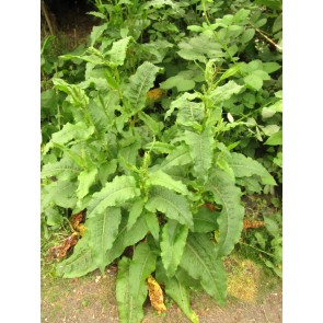 Curly Dock AKA Yellow Dock Seeds (Certified Organic)