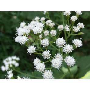 White Snakeroot Seeds (Certified Organic)