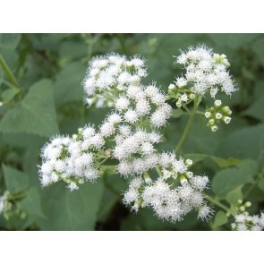 White Snakeroot Seeds (Certified Organic)