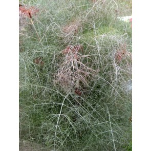 Bronze Fennel 'Smokey' Seeds (Certified Organic)