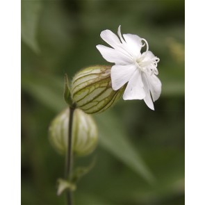 White Campion Seeds (Certified Organic)