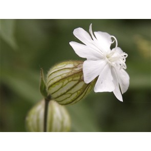 White Campion Seeds (Certified Organic)