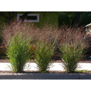 Switchgrass Seeds (Certified Organic)