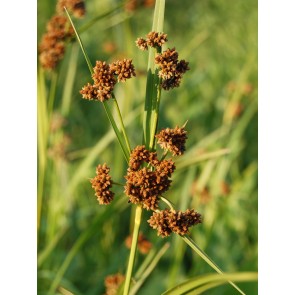 Dark Green Bulrush Seeds (Certified Organic)
