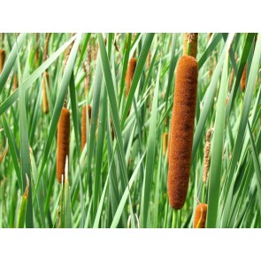 Cattail Seeds