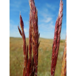 Big Bluestem Grass Seeds (Certified Organic)