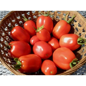 Tomato 'Roma' Plant (4" Pot, single)