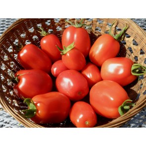 Tomato 'Roma'