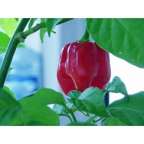 Hot Pepper ‘Red Savina Habanero’ Seeds (Certified Organic)
