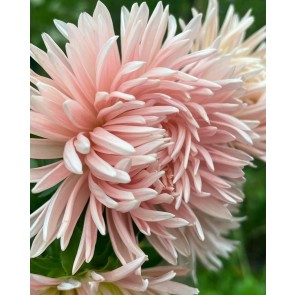 China Aster 'Salmon Janina' Seeds (Certified Organic)