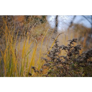 Switchgrass Seeds (Certified Organic)