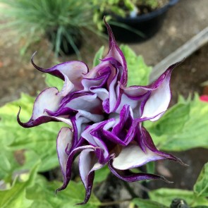 Datura AKA Devil’s Trumpet 'Black Currant Swirl' Seeds (Certified Organic)