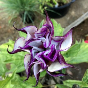 Datura AKA Devil’s Trumpet 'Black Currant Swirl' Seeds (Certified Organic)