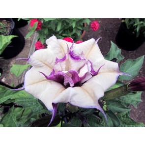 Datura AKA Devil’s Trumpet 'Black Currant Swirl' 